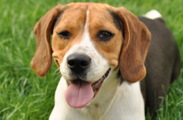 A beagle winking at the camera.