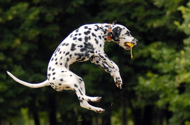 Dalmatian jumping in the air to catch a yellow ball