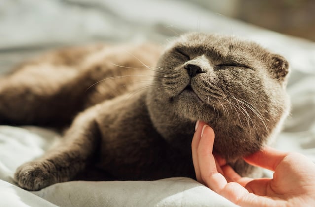 A scottish fold being tickled under his chin.