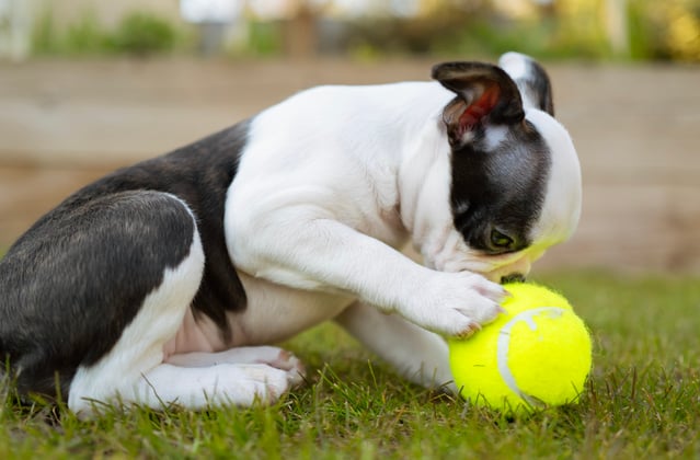 A puppy boston terrier playing with a tennis ball.