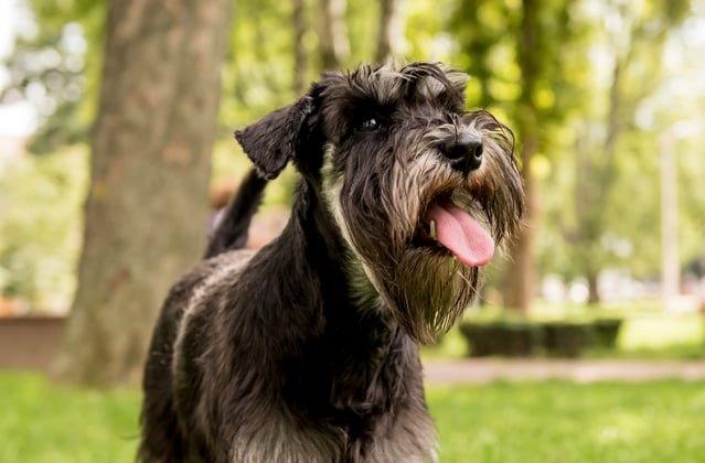 A black miniature schnauzer with it's tongue hanging out.