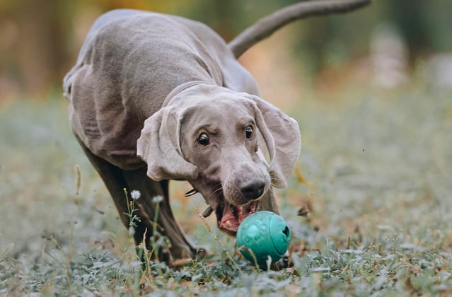 A weimaraner chasing a blue ball across the ground.