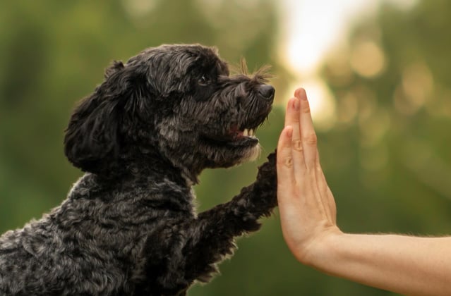 A black Cockapoo high fiving his owner.