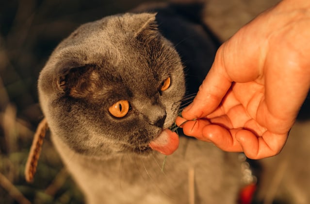A scottish fold being fed outdoors.