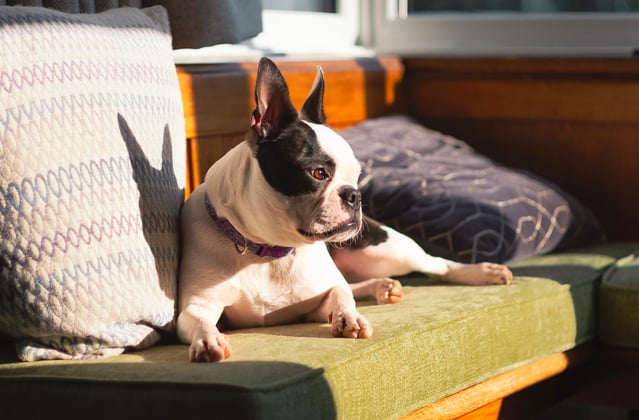 A boston terrier relaxing on a bench in a pub.