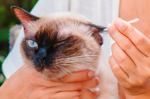 A Siamese cat getting his ears cleaned with a q-tip.