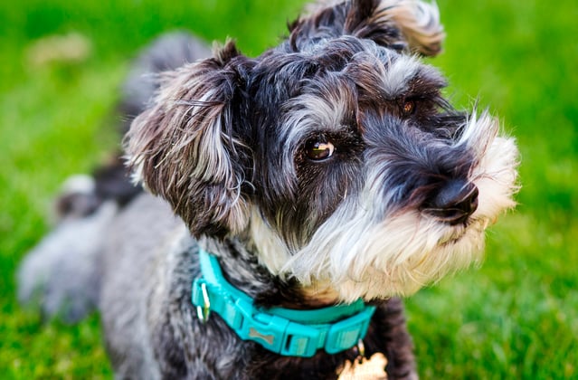 A miniature schnauzer in a blue collar looking up at the camera in a grassy field.