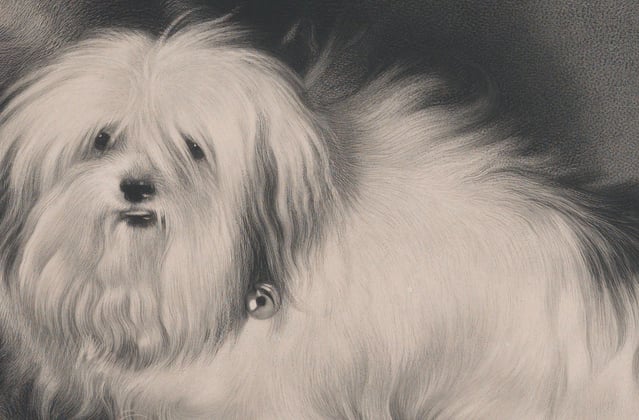 A very cute illustration of an old Maltipoo.