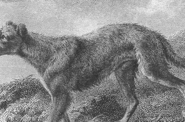An old illustration of a Lurcher.