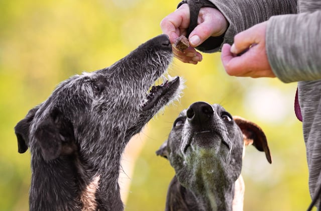 Two lurchers being fed treats.