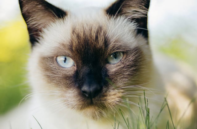 A Siamese close up.
