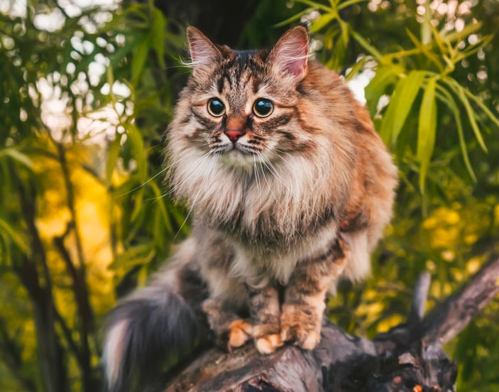 A siberian cat sitting in a tree surrounded by leaves.