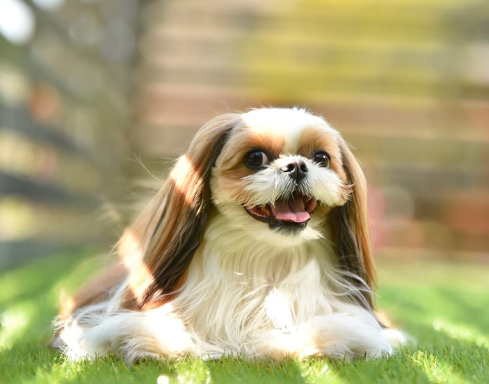 A Shih Tzu laying on the grass in the sunlight