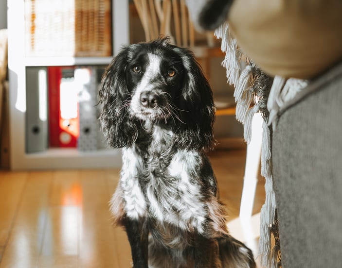 A black and white Cocker Spaniel at home looking at the camera.