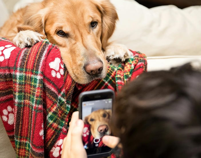A cat sat on a man's lap, nestling in for a kiss whilst the man uses his phone
