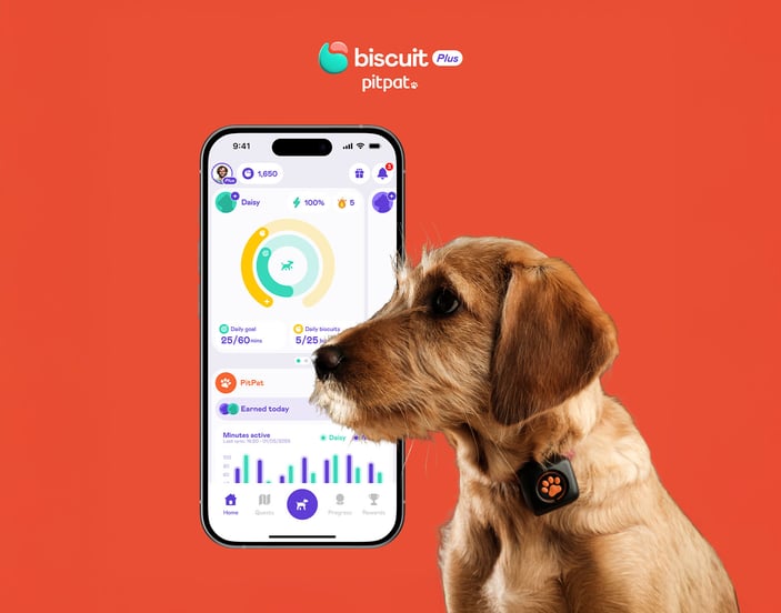 A dog wearing a PitPat Activity Monitor superimposed over a phone showing a screenshot of the Biscuit app