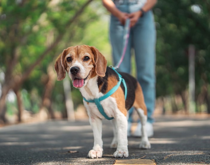 beagle with tongue out on a blue lead in a park