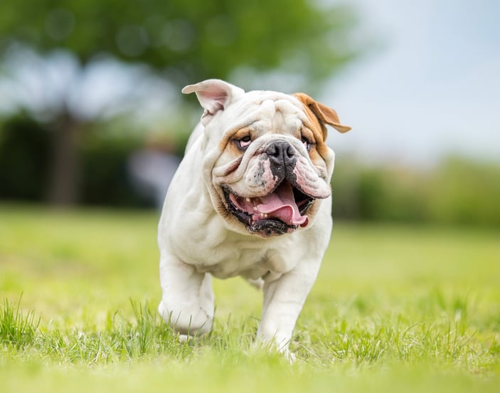 Bulldog running on grass with tongue out