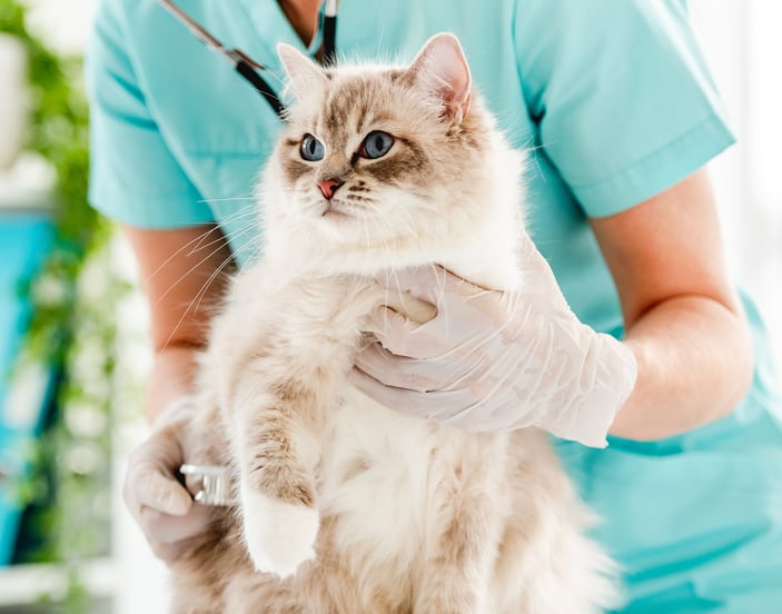 A cat being gently held by a vet having its chest checked.