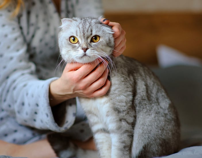 A grey Scottish Fold being stroked.