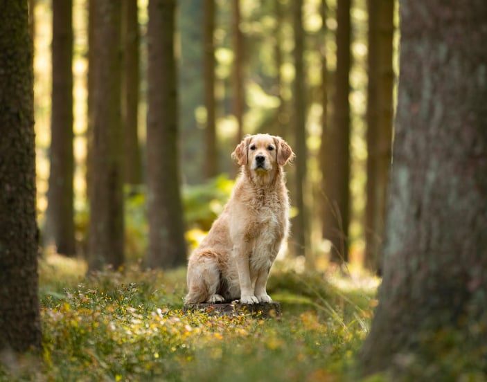 A golden retriever sitting on a stump in a forest.