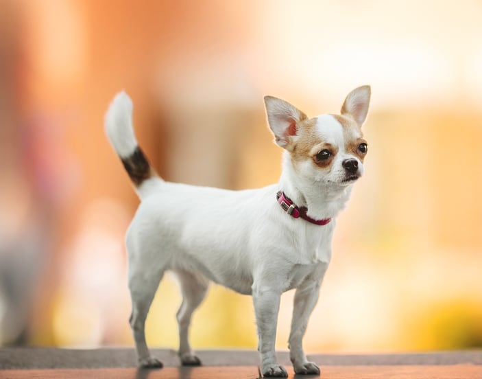 A Chihuahua standing against a blurred background.