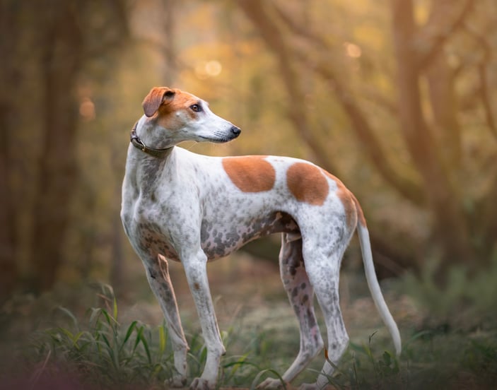 A lurcher dog standing in a forest.