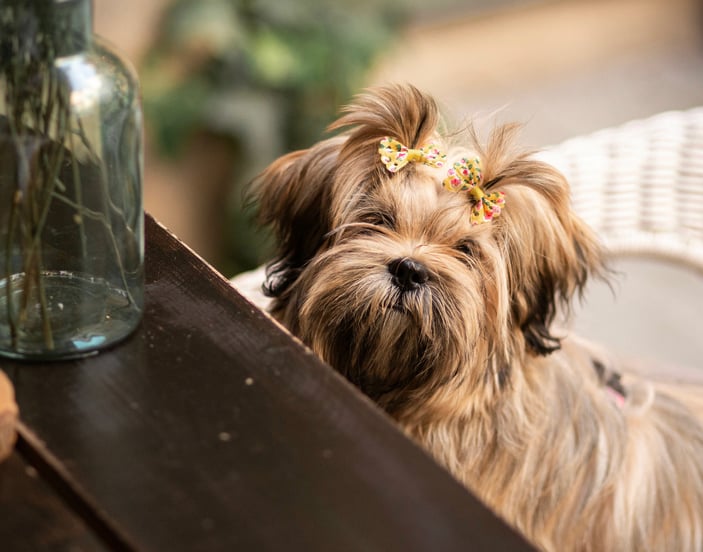 A lhasa apso with a bow in its hair looking over a counter top.