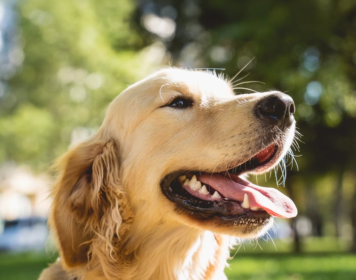 A golden retriever with its tongue out looking happy in the sun.