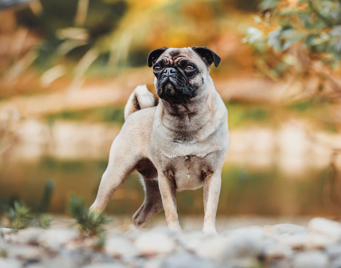 A pug stands on rocky ground looking into the distance