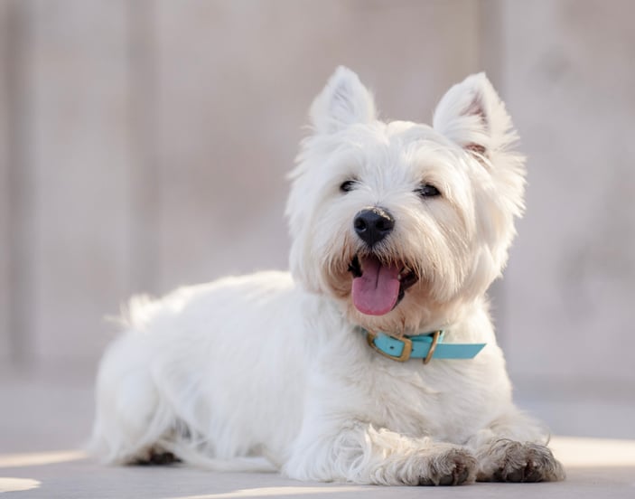West Highland White Terrier lying on ground with tongue out