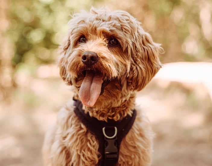 A Cavapoo in a harness enjoying time in nature