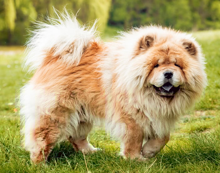 A ginger Chow standing on grass.