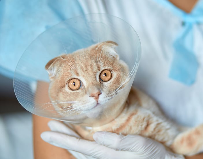 A ginger scottish fold in a cone held by a vet.
