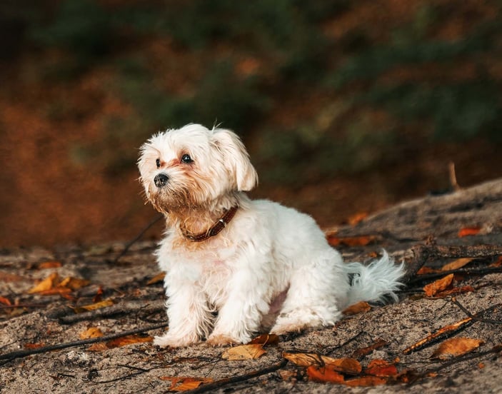 A white Cavachon sat on a fallen tree covered in autumnal leaves