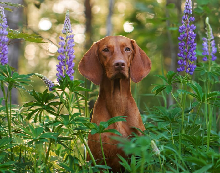 A hungarian vizsla sitting between purple flowers.
