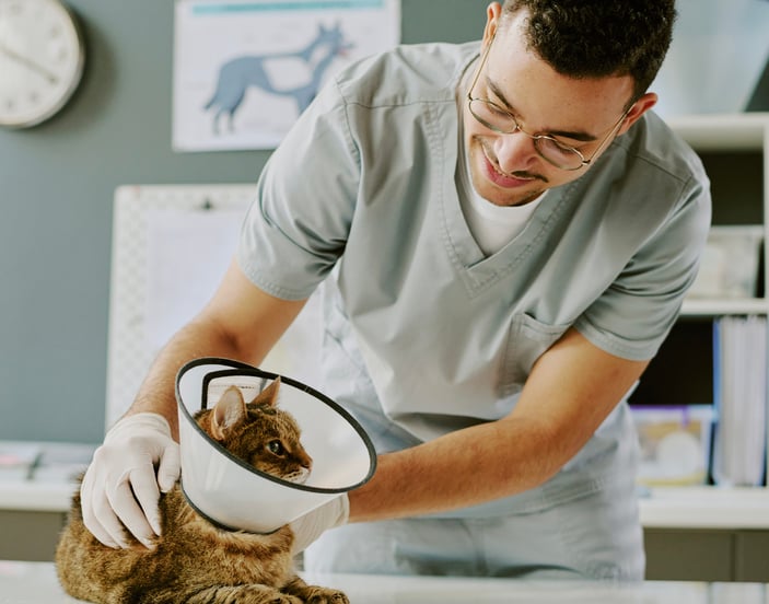 cat with cone around head being checked by a vet 