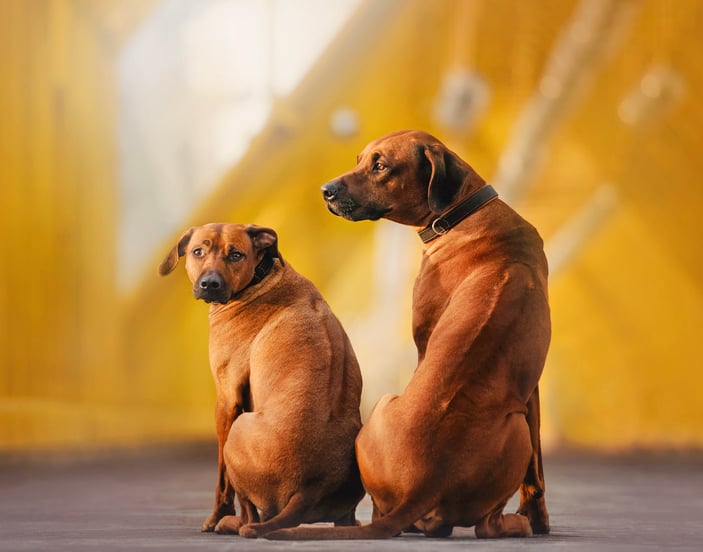 Two Rhodesian Ridgebacks sitting next to one another.