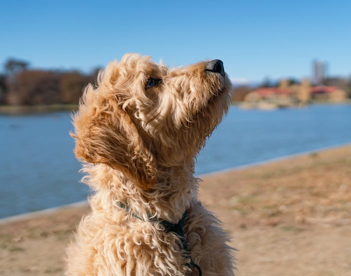 A woman holding her goldendoodle and smiling at the camera.
