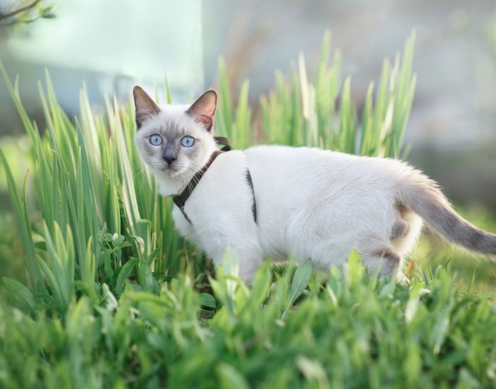 A white Siamese cat stood in grass and wearing a harness.