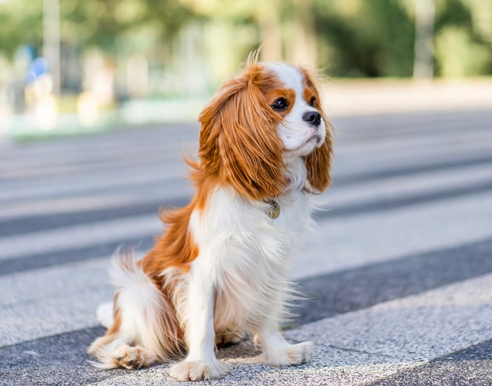 Cavalier King Charles Spaniel sitting outside