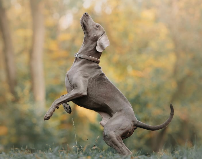 A weimaraner standing on its two back legs.