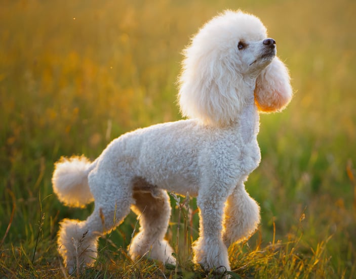 A white Poodle standing on grass.