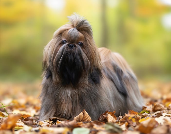 A lhasa apsos sitting among autumn leaves.