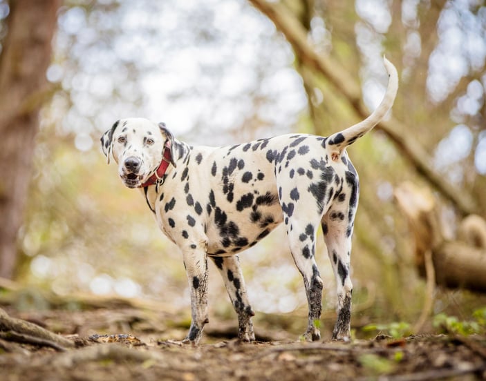 Dalmatian standing in a forest with red collar