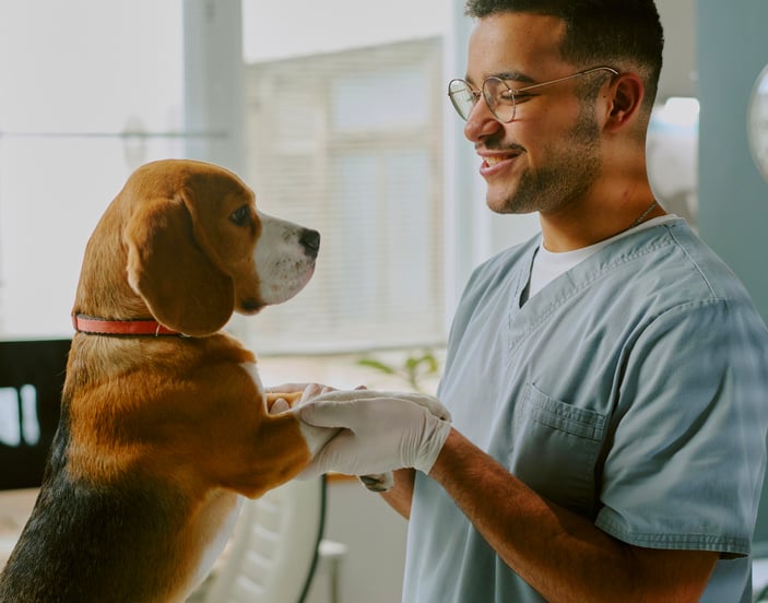 Beagle being checked by vet