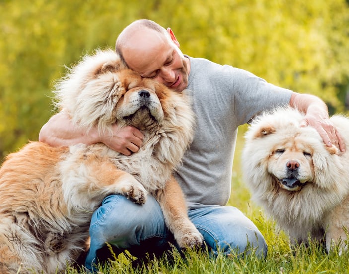 A bald man hugging two Chow Chows.