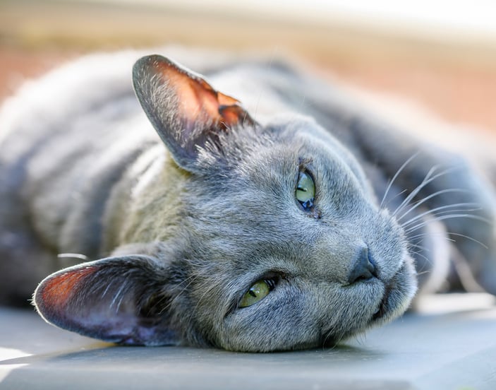 A russian blue relaxing on a tiled pavement.
