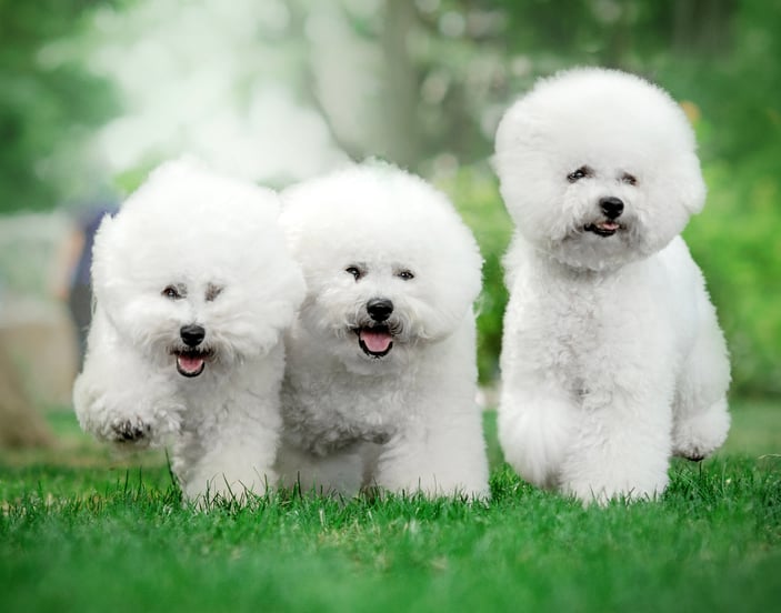Three Bichon Frises running on grass.