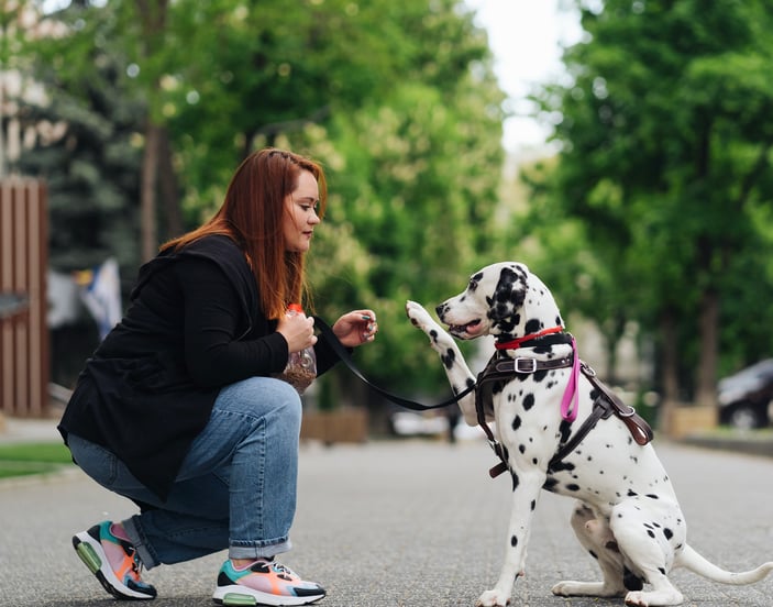 Dalmatian f=giving paw to owner on the street